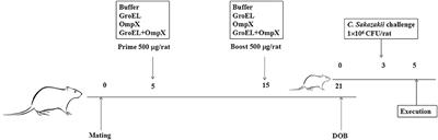 Protective Effect of Recombinant Proteins of Cronobacter Sakazakii During Pregnancy on the Offspring